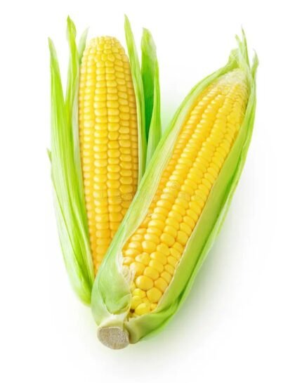 Sweet corn ಜೋಳ ತೆನೆ