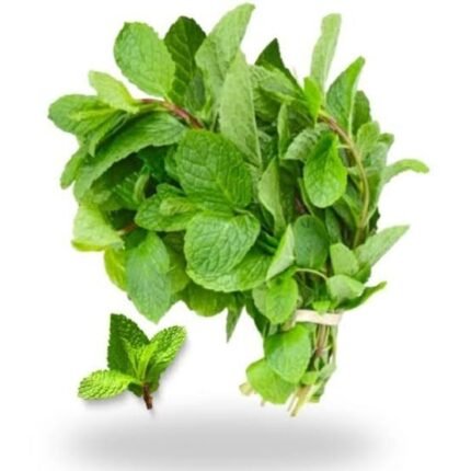 Pudina ( Mint Leaves ) ಪುದೀನಾ ಸೊಪ್ಪು